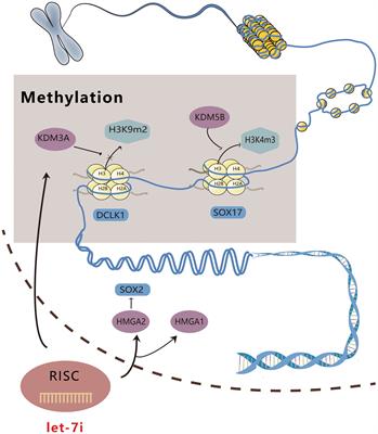 Dual mechanism of Let-7i in tumor progression